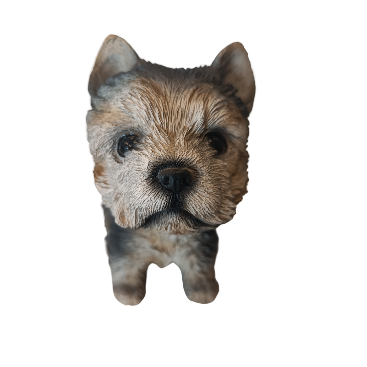 Statuina Gongolante Yorkshire Terrier